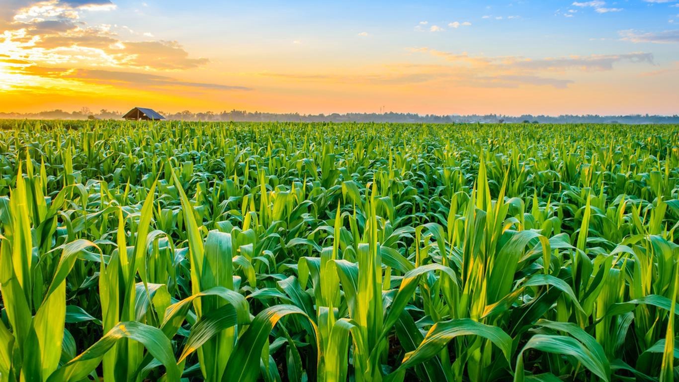 Agriculture Investments