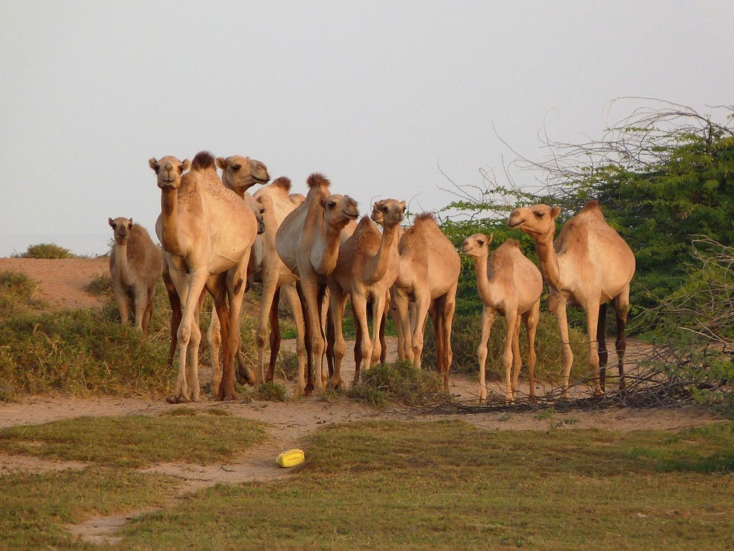 Livestock Investments